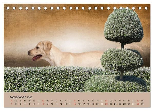 Produktbild: Labrador Retriever unsere Freunde (Tischkalender 2026 DIN A5 quer), CALVENDO Monatskalender