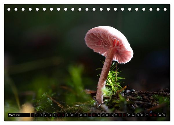 Produktbild: Wilde Pilze: Ein Kalender f&uuml;r Naturbegeisterte (Tischkalender 2026 DIN A5 quer), CALVENDO Monatskalender