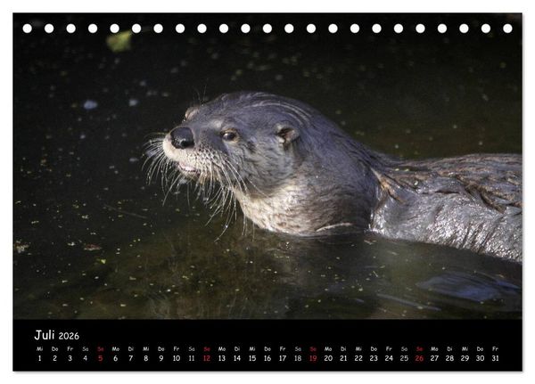 Produktbild: Putzige Fischj&auml;ger (Tischkalender 2026 DIN A5 quer), CALVENDO Monatskalender
