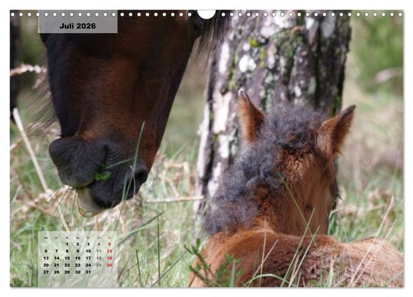 Produktbild: Nordportugal - Heimat der letzten wilden Pferde (Wandkalender 2026 DIN A3 quer), CALVENDO Monatskalender