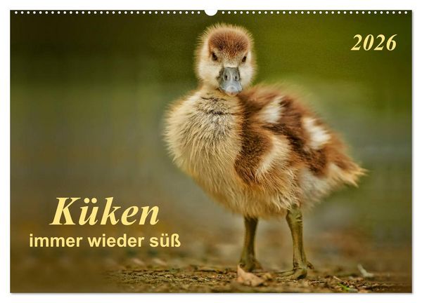 Küken - immer wieder süß (Wandkalender 2026 DIN A2 quer), CALVENDO Monatskalender
