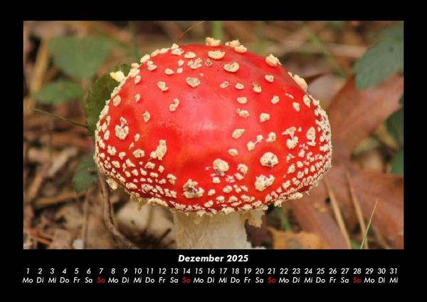 Produktbild: Pilzkalender 2025 Fotokalender DIN A3