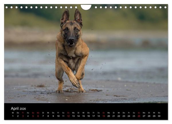 Produktbild: Belgischer Sch&auml;ferhund - Der Malinois in Action (Wandkalender 2026 DIN A4 quer), CALVENDO Monatskalender