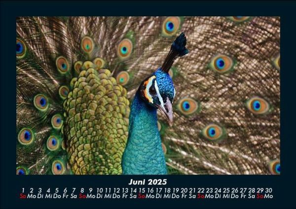 Produktbild: Vogelparadies 2025 Fotokalender DIN A5