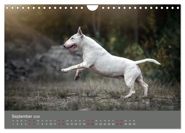 Produktbild: Fantastische Bullterrier - Sieger im Herzen (Wandkalender 2026 DIN A4 quer), CALVENDO Monatskalender