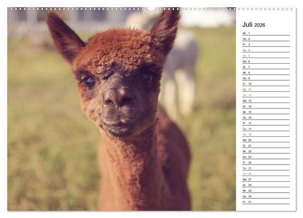 Produktbild: Alpakas im Paradies (hochwertiger Premium Wandkalender 2026 DIN A2 quer), Kunstdruck in Hochglanz