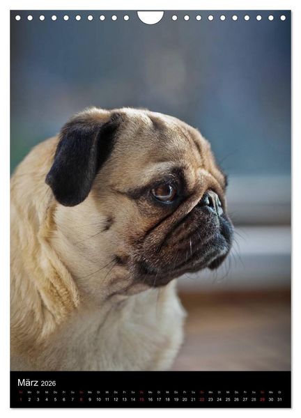 Produktbild: Das Mops-Jahr 2026 (Wandkalender 2026 DIN A4 hoch), CALVENDO Monatskalender