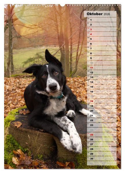 Produktbild: Mein Border Collie (hochwertiger Premium Wandkalender 2026 DIN A2 hoch), Kunstdruck in Hochglanz