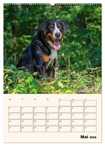 Produktbild: Appenzeller Sennenhund - Mit Plan durch das Jahr (hochwertiger Premium Wandkalender 2026 DIN A2 hoch), Kunstdruck in Hochglanz