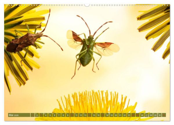 Produktbild: Sechs Beine in der Luft - Wanzen im Flug (Wandkalender 2026 DIN A2 quer), CALVENDO Monatskalender