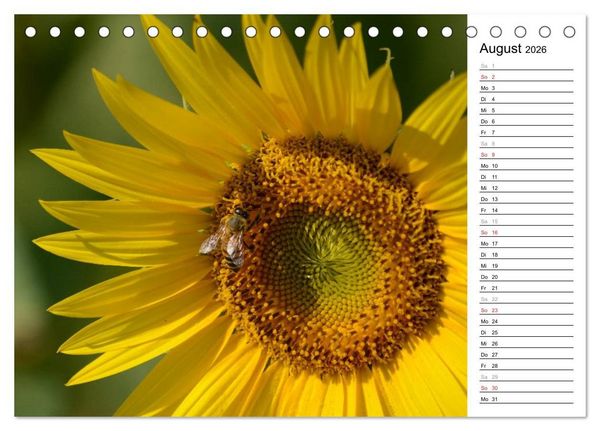 Produktbild: Ein Jahr lang Sonnenblumen (Tischkalender 2026 DIN A5 quer), CALVENDO Monatskalender