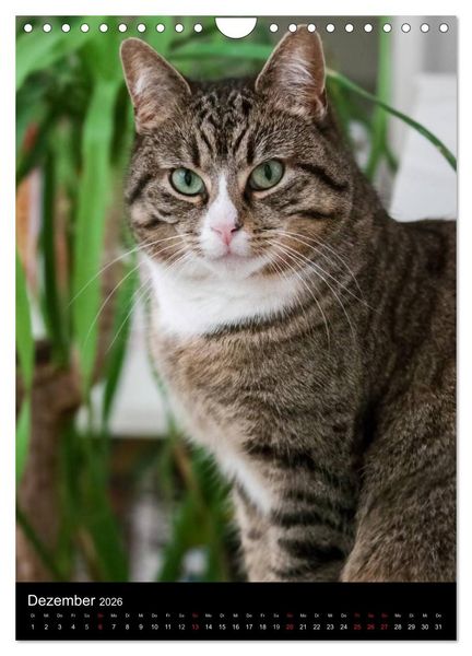 Produktbild: Stubentiger (Wandkalender 2026 DIN A4 hoch), CALVENDO Monatskalender