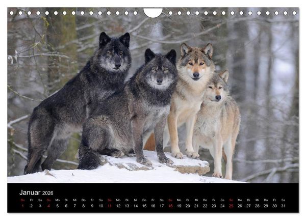 Produktbild: Kanadische W&ouml;lfe im Winter (Wandkalender 2026 DIN A4 quer), CALVENDO Monatskalender