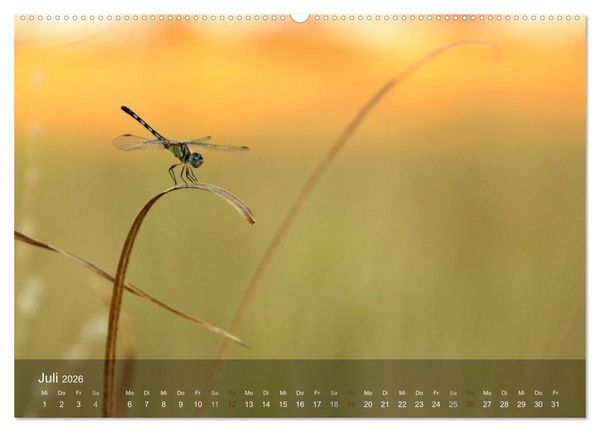 Produktbild: Botswana Wildlife (hochwertiger Premium Wandkalender 2026 DIN A2 quer), Kunstdruck in Hochglanz
