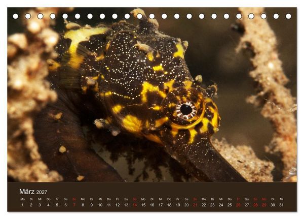 Produktbild: Meerestiere unter der Lupe - Unterwasserkalender (Tischkalender 2027 DIN A5 quer), CALVENDO Monatskalender