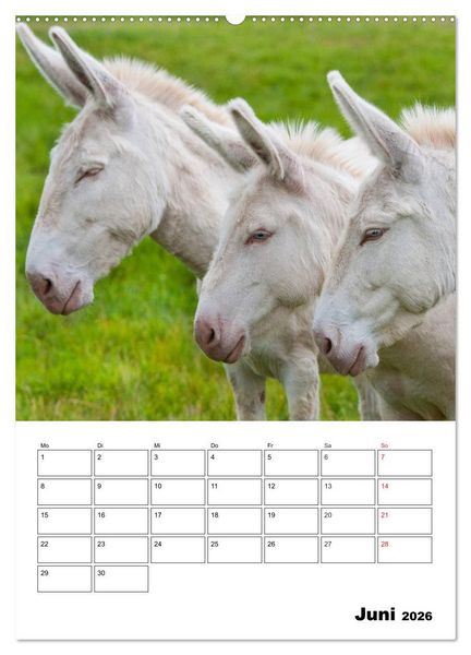 Produktbild: S&uuml;&szlig;e Esel. Langohren zum Verlieben (hochwertiger Premium Wandkalender 2026 DIN A2 hoch), Kunstdruck in Hochglanz