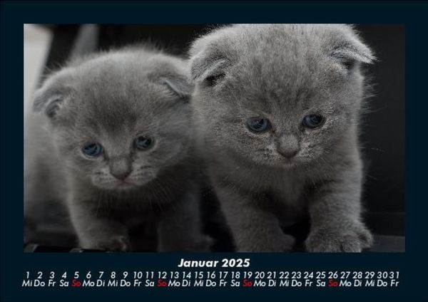 Produktbild: F&uuml;r Katzenfreunde 2025 Fotokalender DIN A5