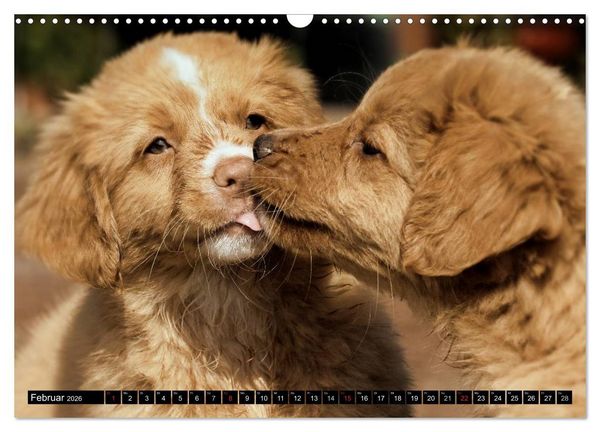 Produktbild: Nova Scotia Duck Tolling Retriever (Wandkalender 2026 DIN A3 quer), CALVENDO Monatskalender