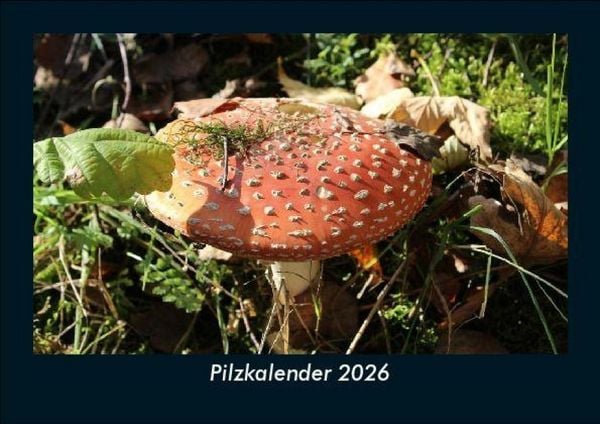 Produktbild: Pilzkalender 2026 Fotokalender DIN A5