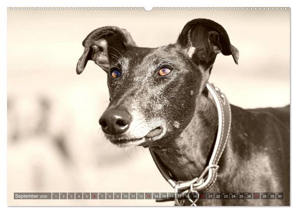 Produktbild: Galgo eye-catcher (hochwertiger Premium Wandkalender 2026 DIN A2 quer), Kunstdruck in Hochglanz