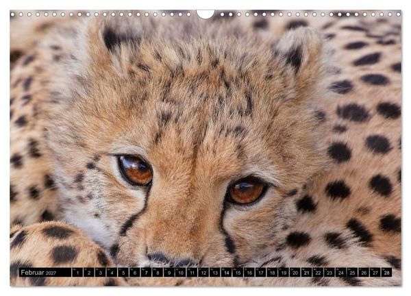 Produktbild: Magie des Augenblicks: Geparde - verschmuste Raubkatzen (Wandkalender 2027 DIN A3 quer), CALVENDO Monatskalender