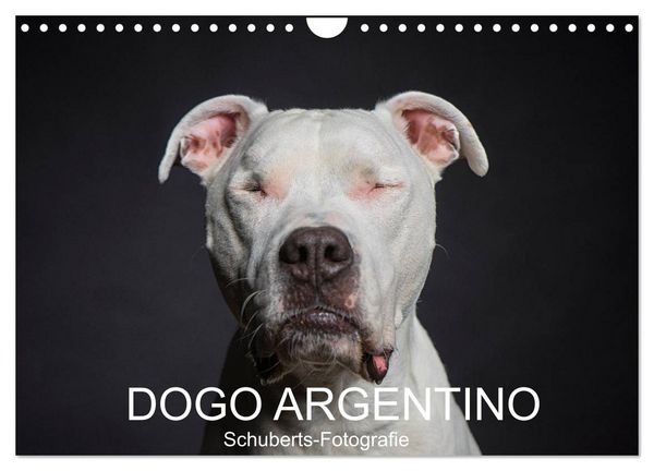 Produktbild: DOGO ARGENTINO (Wandkalender 2026 DIN A4 quer), CALVENDO Monatskalender