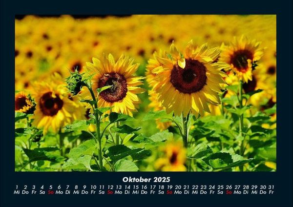 Produktbild: Blumenkalender 2025 Fotokalender DIN A4