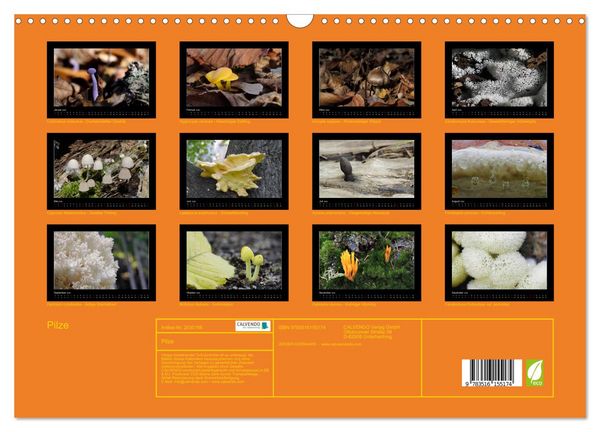 Produktbild: Pilze (Wandkalender 2026 DIN A3 quer), CALVENDO Monatskalender