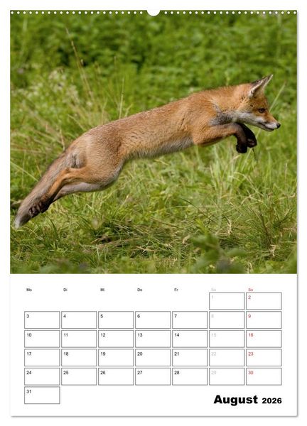 Produktbild: Rotfuchs - Impressionen (Wandkalender 2026 DIN A2 hoch), CALVENDO Monatskalender