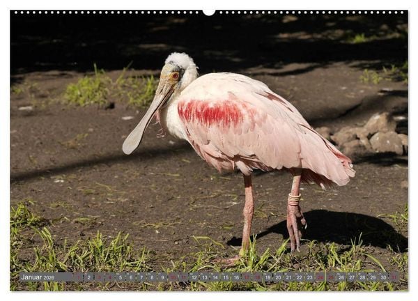 Produktbild: Weltvogelpark Walsrode - Die Vielfalt der Vogelarten (Wandkalender 2026 DIN A2 quer), CALVENDO Monatskalender