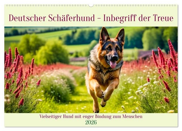Deutscher Schäferhund - Inbegriff der Treue (Wandkalender 2026 DIN A2 quer), CALVENDO Monatskalender