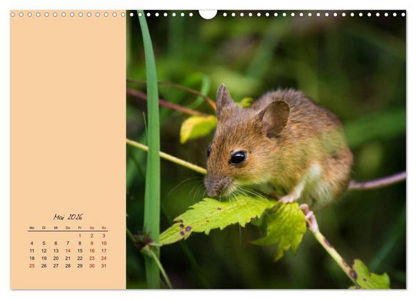 Produktbild: Mausige Zeiten! Putzige Gesellen mit Knopfaugen (Wandkalender 2026 DIN A3 quer), CALVENDO Monatskalender