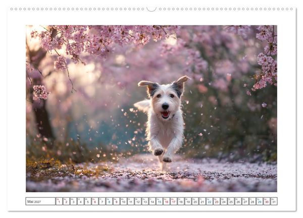 Produktbild: WUFF und WOW (hochwertiger Premium Wandkalender 2027 DIN A2 quer), Kunstdruck in Hochglanz