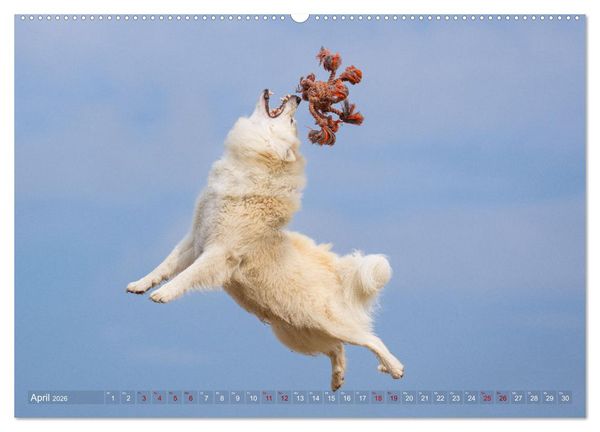 Produktbild: Mein fliegender Isl&auml;nder (hochwertiger Premium Wandkalender 2026 DIN A2 quer), Kunstdruck in Hochglanz