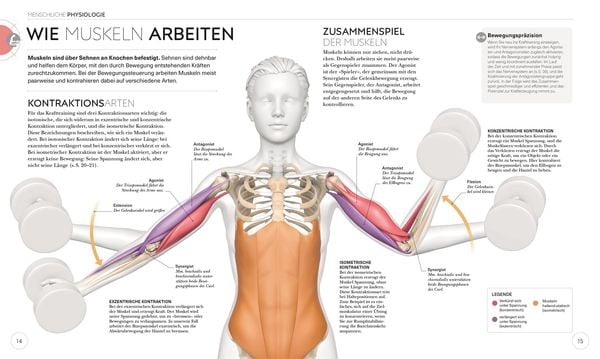 Krafttraining – Die Anatomie verstehen