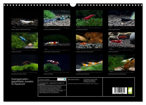 Produktbild: Zwerggarnelen - gepanzerte Juwelen im Aquarium (Wandkalender 2026 DIN A3 quer), CALVENDO Monatskalender