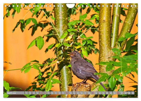 Produktbild: Wir sind die fliegenden Stars (Wandkalender 2026 DIN A4 quer), CALVENDO Monatskalender