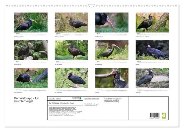 Produktbild: Der Waldrapp - Ein skurriler Vogel (Wandkalender 2026 DIN A2 quer), CALVENDO Monatskalender