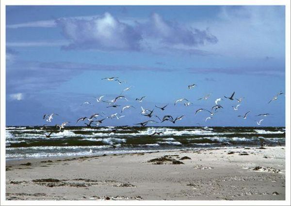 Produktbild: Bin am Meer - Postkartenbuch