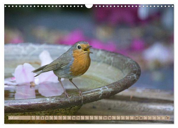 Produktbild: Robin, das s&uuml;&szlig;e Rotkehlchen (Wandkalender 2027 DIN A3 quer), CALVENDO Monatskalender