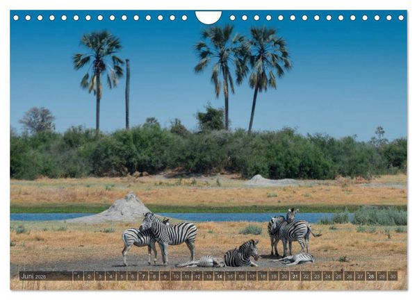Produktbild: Botswana &ndash; Landschaft und Tierwelt (Wandkalender 2026 DIN A4 quer), CALVENDO Monatskalender