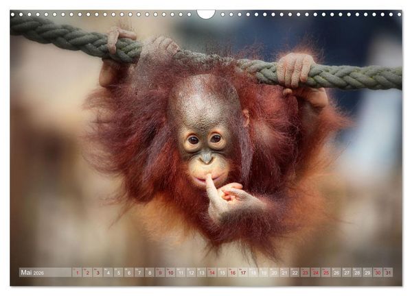 Produktbild: Tierisch BEWEGENDE Momente (Wandkalender 2026 DIN A3 quer), CALVENDO Monatskalender