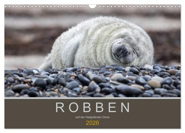 Produktbild: Robben auf der Helgol&auml;nder D&uuml;ne (Wandkalender 2026 DIN A3 quer), CALVENDO Monatskalender