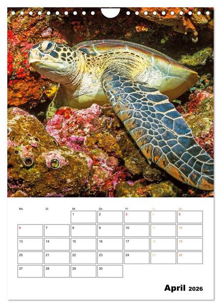 Produktbild: Wunderbare Wasserwelt der Meeresschildkr&ouml;ten (Wandkalender 2026 DIN A4 hoch), CALVENDO Monatskalender