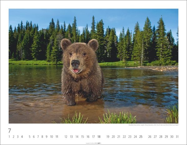 Produktbild: B&auml;ren Kalender 2027