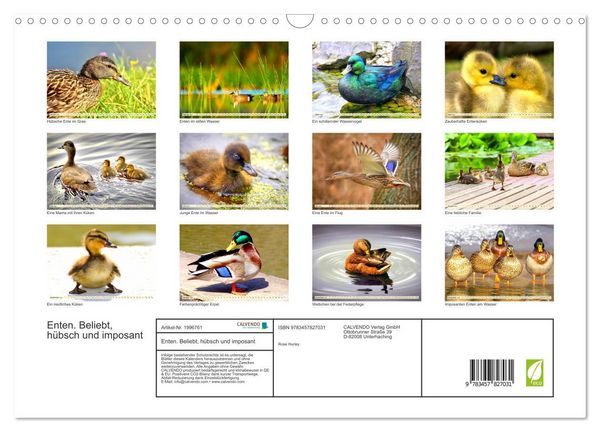 Produktbild: Enten. Beliebt, h&uuml;bsch und imposant (Wandkalender 2026 DIN A3 quer), CALVENDO Monatskalender