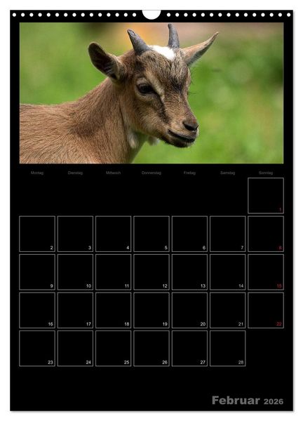 Produktbild: Zwergziegen (Wandkalender 2026 DIN A3 hoch), CALVENDO Monatskalender