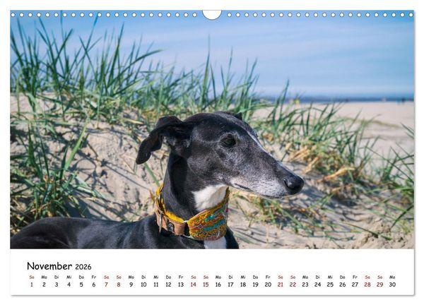 Produktbild: Strandurlaub mit Hund (Wandkalender 2026 DIN A3 quer), CALVENDO Monatskalender