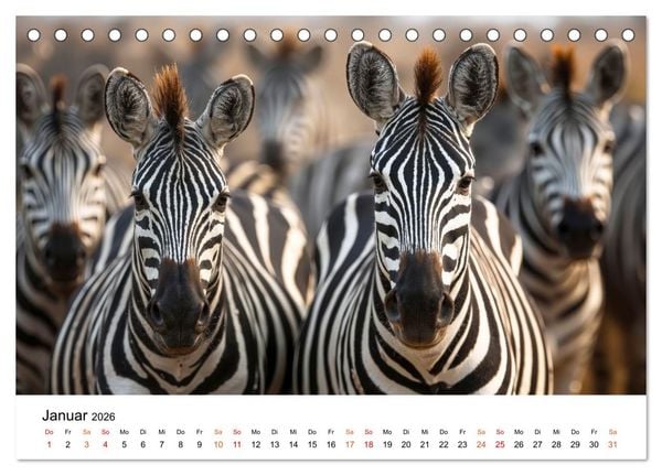 Produktbild: Zebras - Streifz&uuml;ge durch die Steppe (Tischkalender 2026 DIN A5 quer), CALVENDO Monatskalender