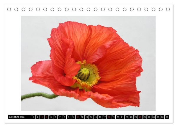Produktbild: Mohn im Portr&auml;t (Tischkalender 2026 DIN A5 quer), CALVENDO Monatskalender